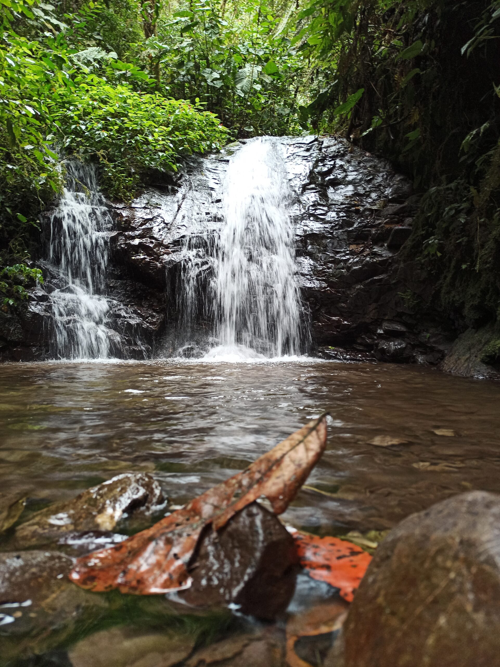 agua bosque