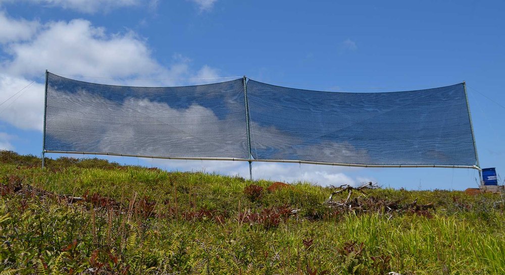 atrapanieblas-galapagos